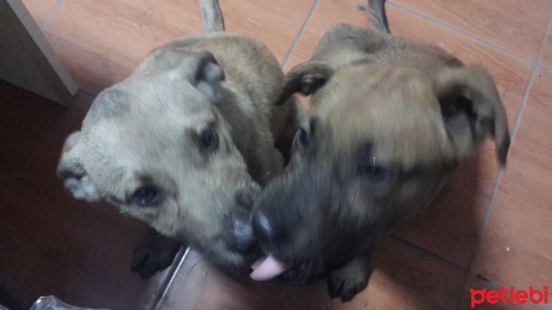 Kangal, Köpek  Rex - Liza  fotoğrafı