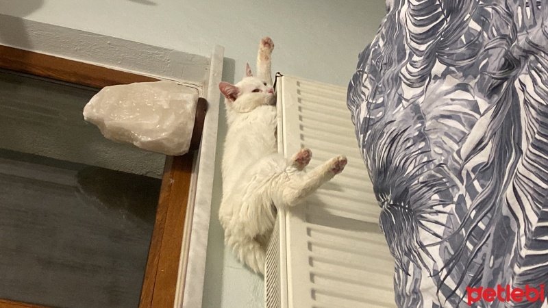 Ankara Kedisi, Kedi  Pamuk fotoğrafı
