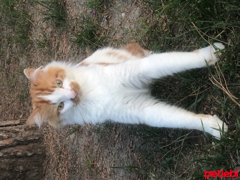 Sarman, Kedi  Tarçın fotoğrafı