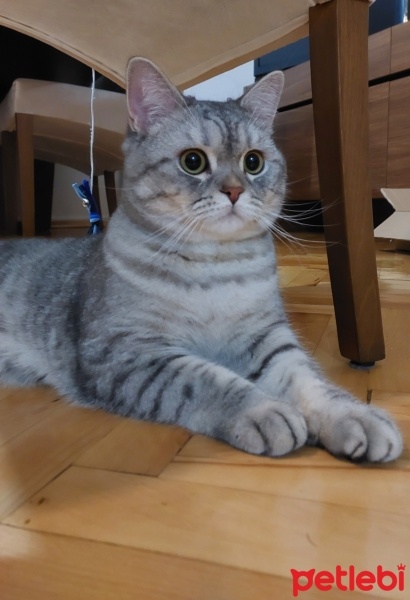 British Shorthair, Kedi  Duman fotoğrafı