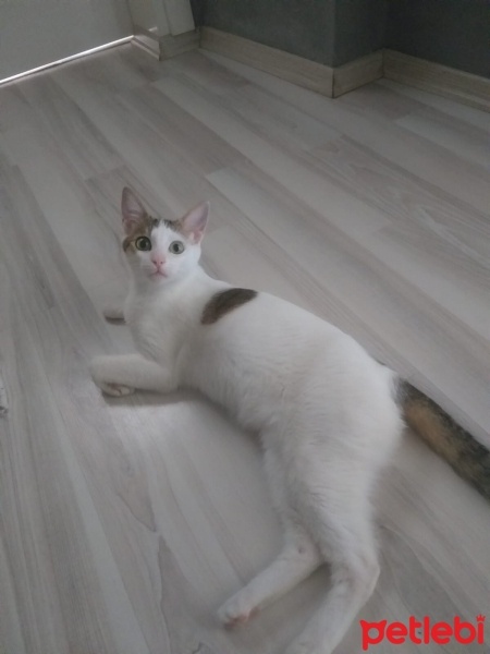 Tekir Kedi, Kedi  Mia fotoğrafı