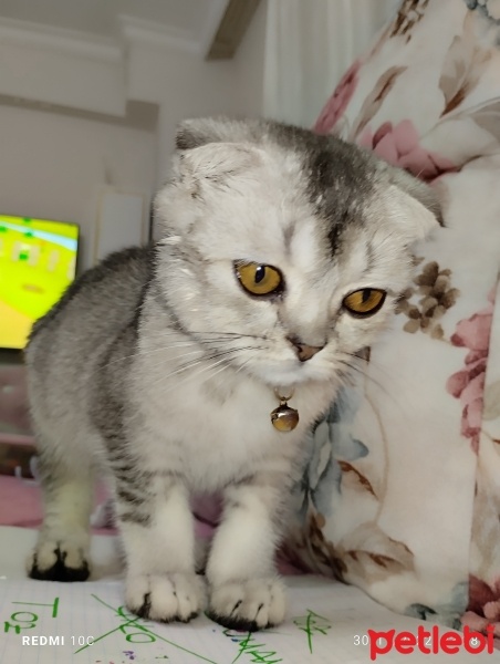 Scottish Fold, Kedi  Duman fotoğrafı