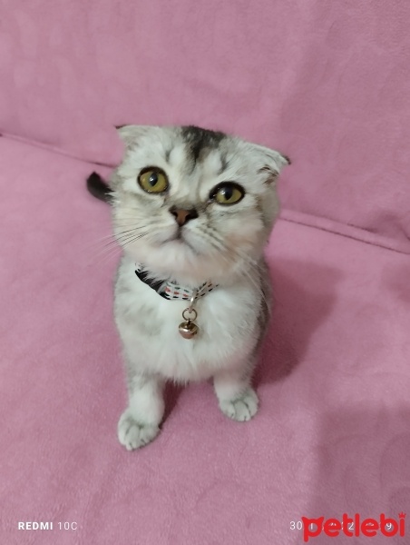 Scottish Fold, Kedi  Duman fotoğrafı
