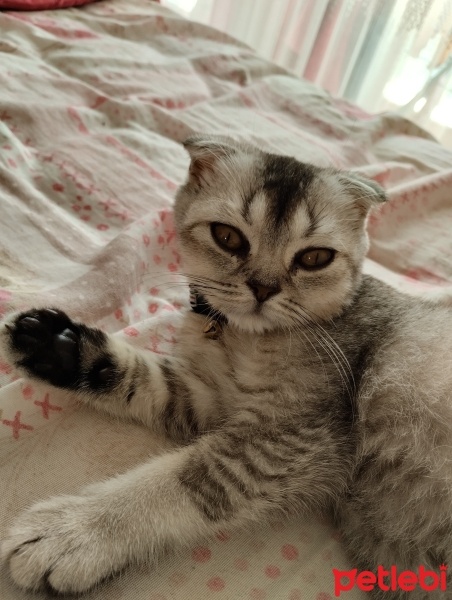 Scottish Fold, Kedi  Duman fotoğrafı