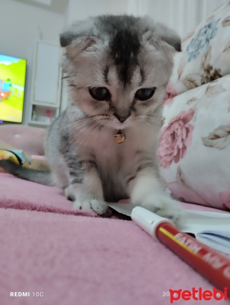Scottish Fold, Kedi  Duman fotoğrafı