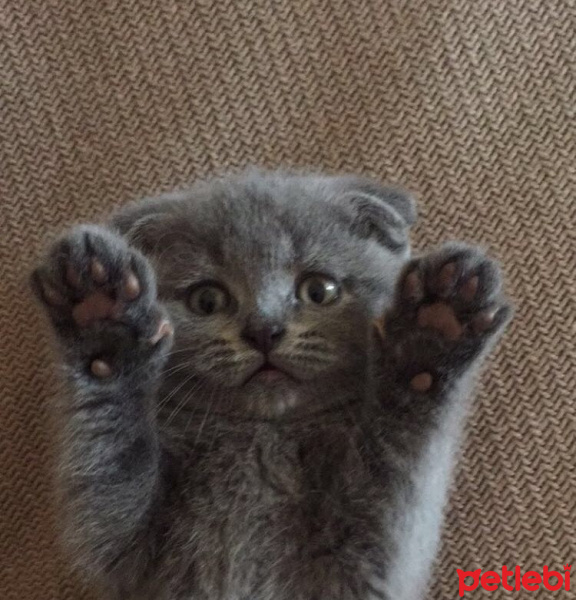Scottish Fold, Kedi  Kitty fotoğrafı