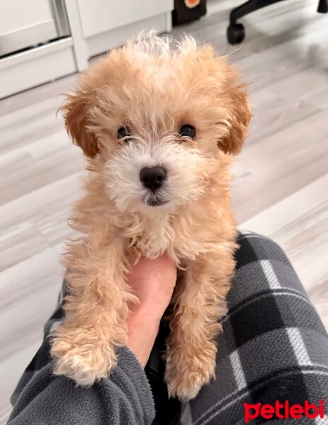 Maltese, Köpek  Tarçın fotoğrafı