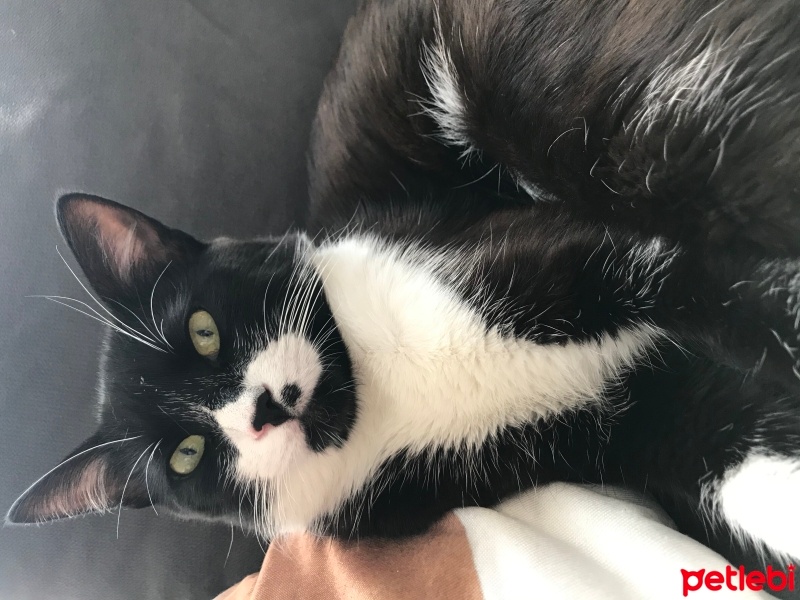 Tuxedo (Smokin) Kedi, Kedi  Canga fotoğrafı