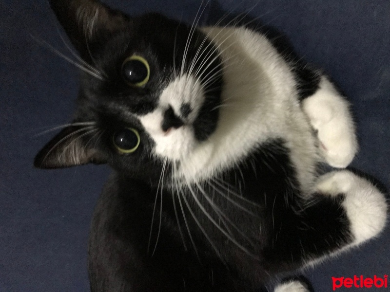 Tuxedo (Smokin) Kedi, Kedi  Canga fotoğrafı