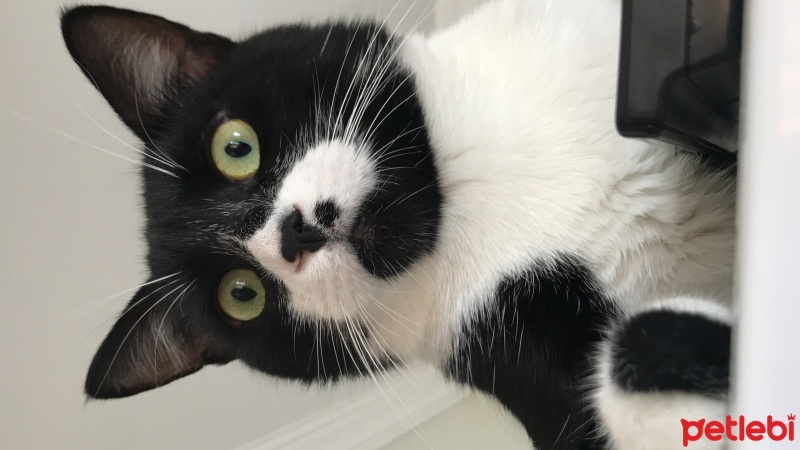 Tuxedo (Smokin) Kedi, Kedi  Canga fotoğrafı
