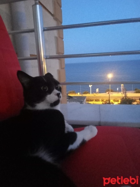 Tuxedo (Smokin) Kedi, Kedi  Canga fotoğrafı