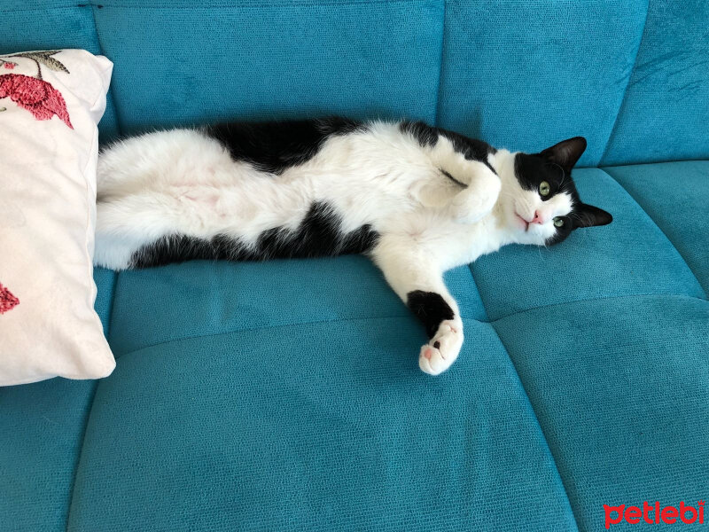 Tuxedo (Smokin) Kedi, Kedi  Mawin fotoğrafı