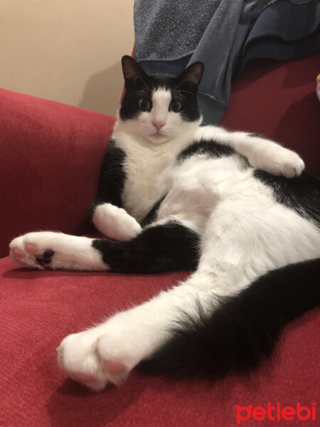 Tuxedo (Smokin) Kedi, Kedi  Mawin fotoğrafı