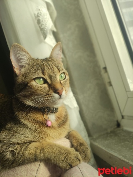 Tekir Kedi, Kedi  Tarçın fotoğrafı