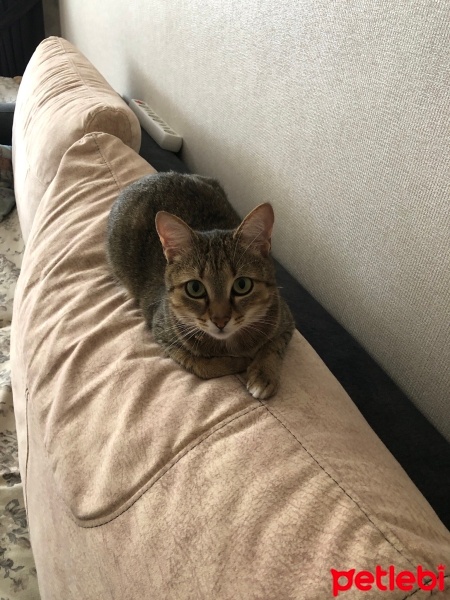 Tekir Kedi, Kedi  Tarçın fotoğrafı