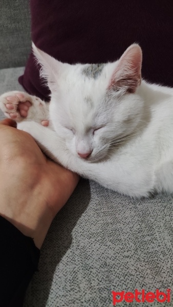 Ankara Kedisi, Kedi  Pamuk fotoğrafı