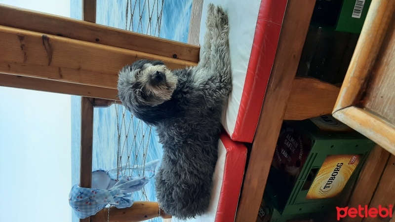 Glen of Imaal Terrier, Köpek  Leydi fotoğrafı