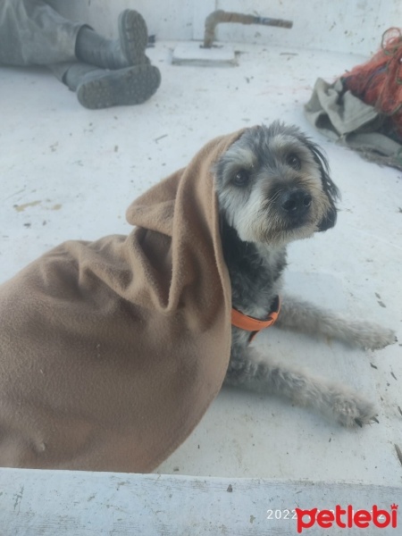 Glen of Imaal Terrier, Köpek  Leydi fotoğrafı