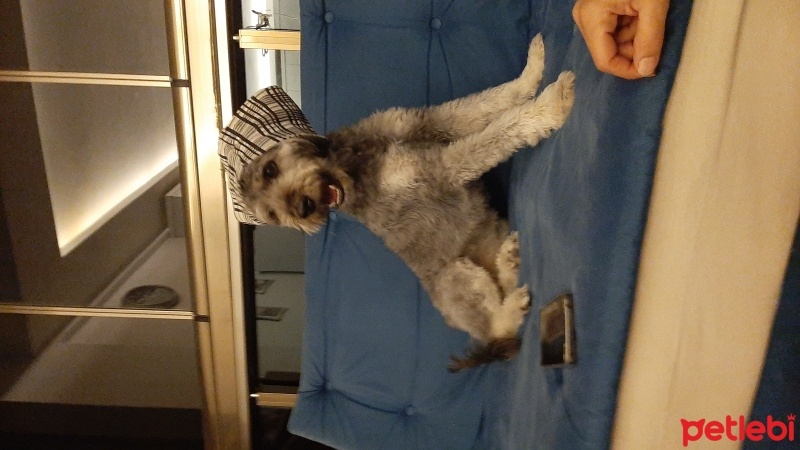 Glen of Imaal Terrier, Köpek  Leydi fotoğrafı