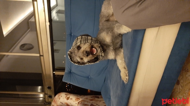 Glen of Imaal Terrier, Köpek  Leydi fotoğrafı