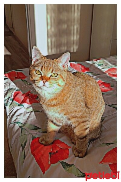 British Shorthair, Kedi  Venüs fotoğrafı