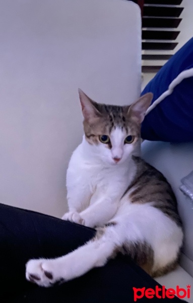 Tekir Kedi, Kedi  Çakıl fotoğrafı
