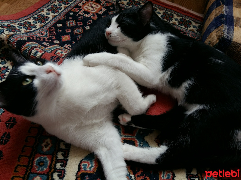 Tekir Kedi, Kedi  KÖPÜŞ,GRİ,OLAF,KARA, fotoğrafı