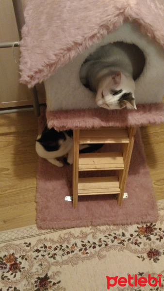 Tekir Kedi, Kedi  KÖPÜŞ,GRİ,OLAF,KARA, fotoğrafı