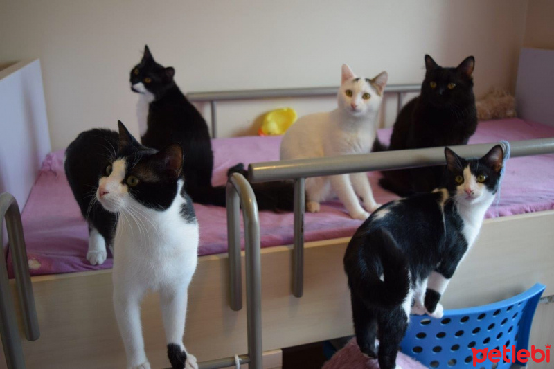 Tekir Kedi, Kedi  KÖPÜŞ,GRİ,OLAF,KARA, fotoğrafı