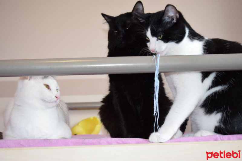 Tekir Kedi, Kedi  KÖPÜŞ,GRİ,OLAF,KARA, fotoğrafı