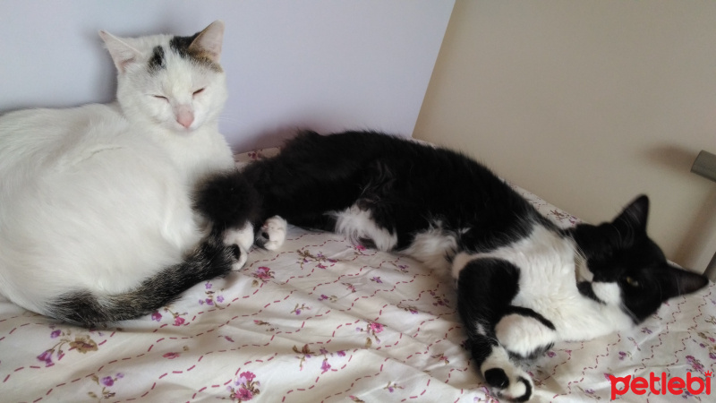 Tekir Kedi, Kedi  KÖPÜŞ,GRİ,OLAF,KARA, fotoğrafı