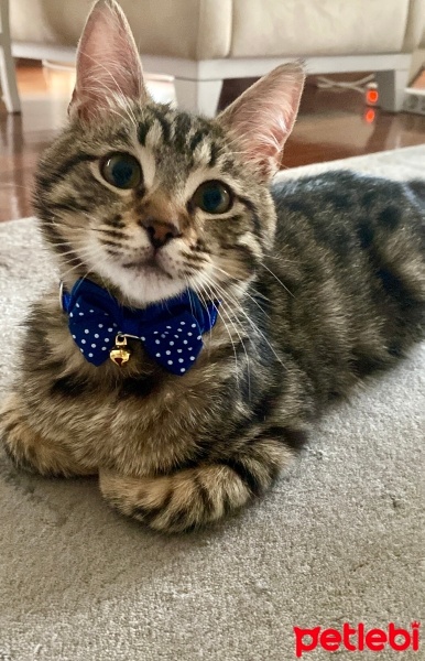 Tekir Kedi, Kedi  Pascal fotoğrafı