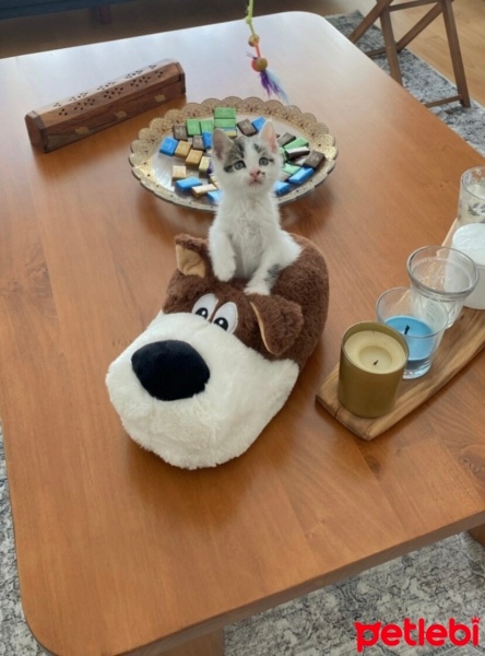 Tekir Kedi, Kedi  Şans fotoğrafı