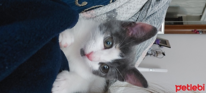 Tekir Kedi, Kedi  LUNA fotoğrafı