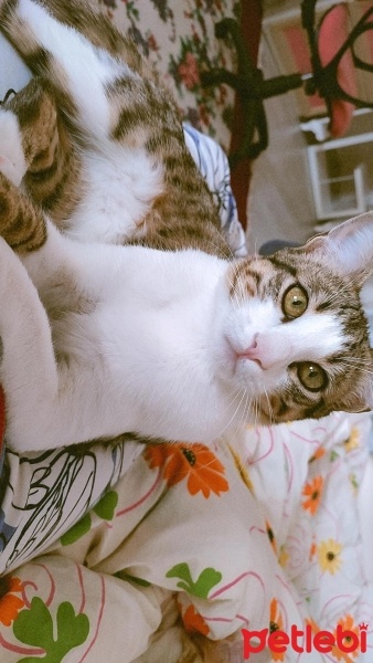 Tekir Kedi, Kedi  Leo fotoğrafı