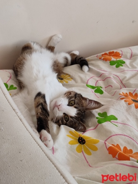 Tekir Kedi, Kedi  Leo fotoğrafı