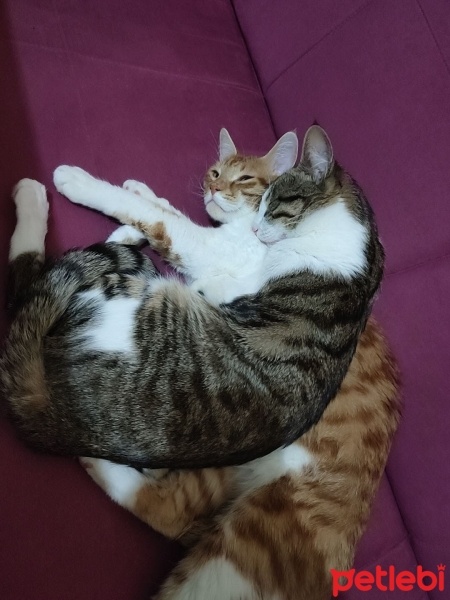 Tekir Kedi, Kedi  Leo fotoğrafı