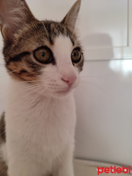 Tekir Kedi, Kedi  Leo fotoğrafı