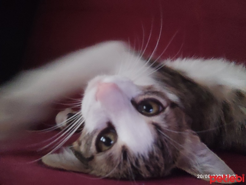 Tekir Kedi, Kedi  Leo fotoğrafı