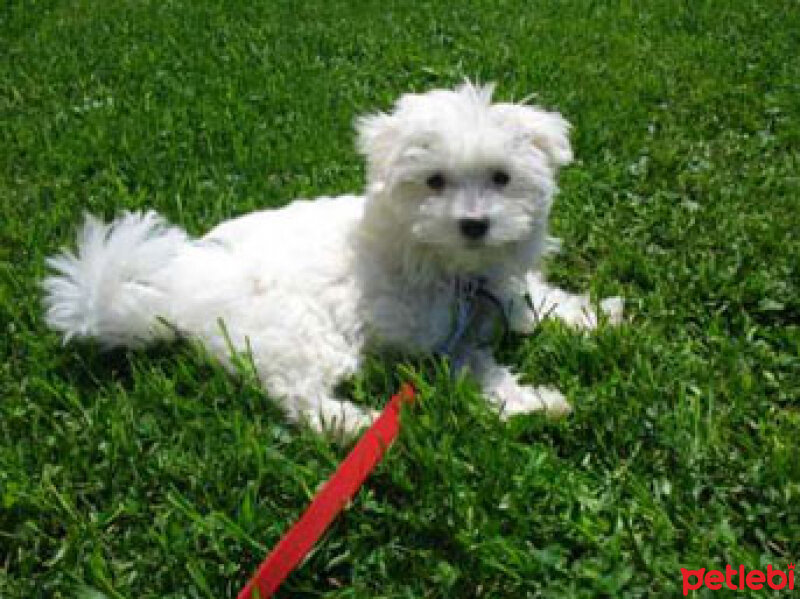 Pomeranyalı, Köpek  tarçın fotoğrafı