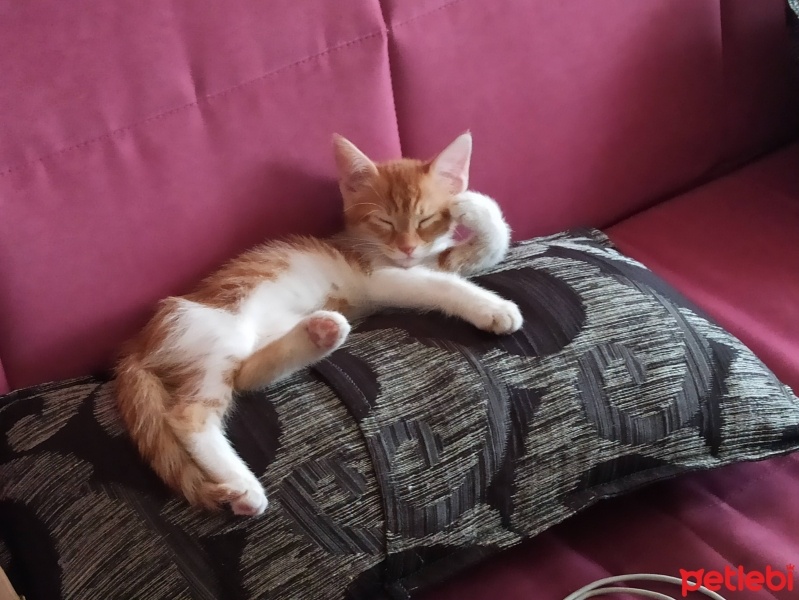 Tekir Kedi, Kedi  Tarçın fotoğrafı