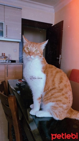 Tekir Kedi, Kedi  Tarçın fotoğrafı