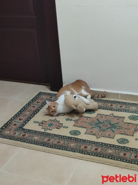 Tekir Kedi, Kedi  Tarçın fotoğrafı