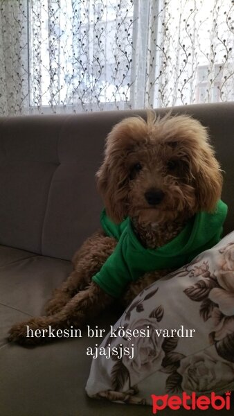 Poodle (Minyatür Kaniş), Köpek  Lucky fotoğrafı