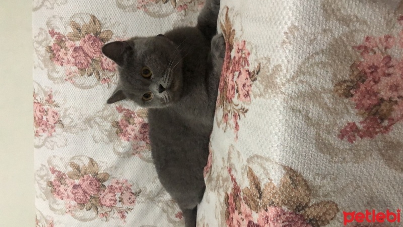 British Shorthair, Kedi  minnoş fotoğrafı