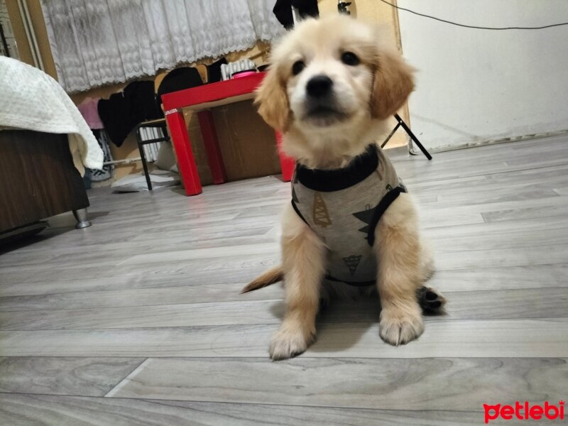 Golden Retriever, Köpek  Jessi fotoğrafı