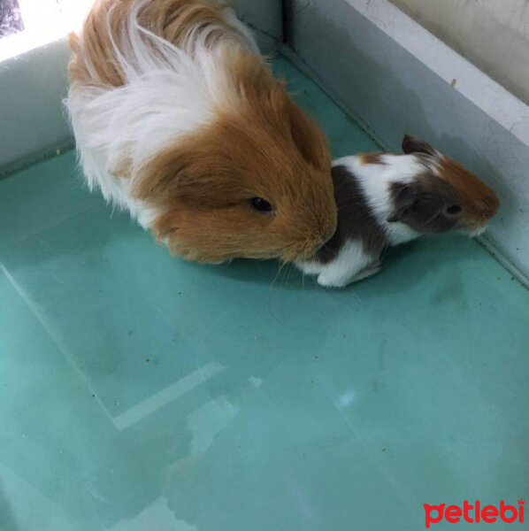 Guinea Pig, Kemirgen  Hevi fotoğrafı