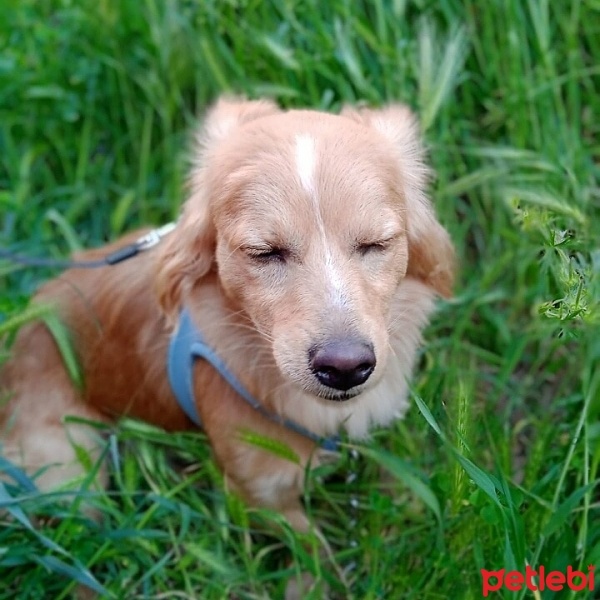 Poodle (Minyatür Kaniş), Köpek  Alex fotoğrafı