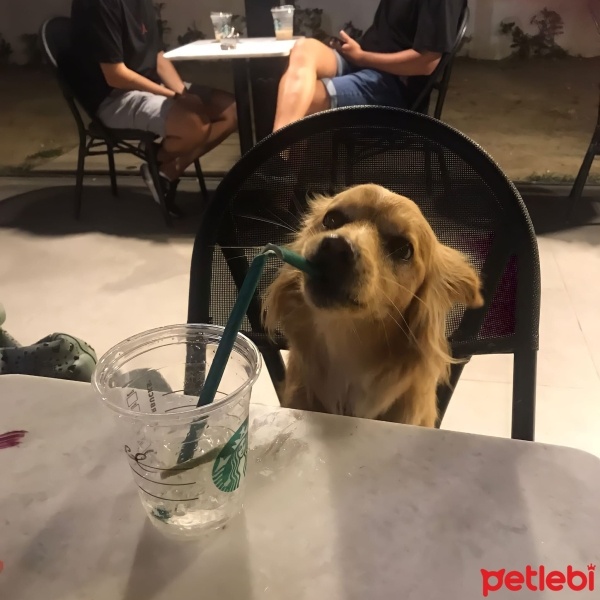 Poodle (Minyatür Kaniş), Köpek  Alex fotoğrafı