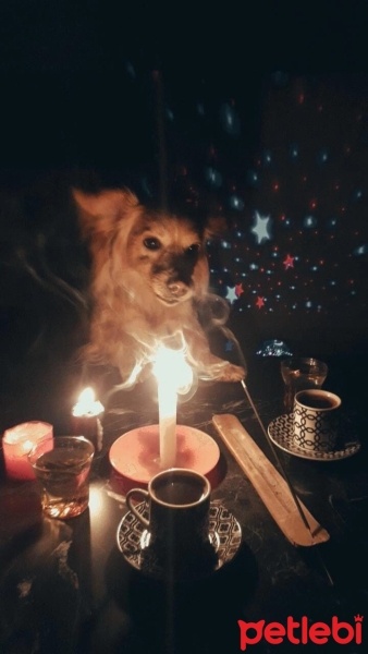 Poodle (Minyatür Kaniş), Köpek  Alex fotoğrafı
